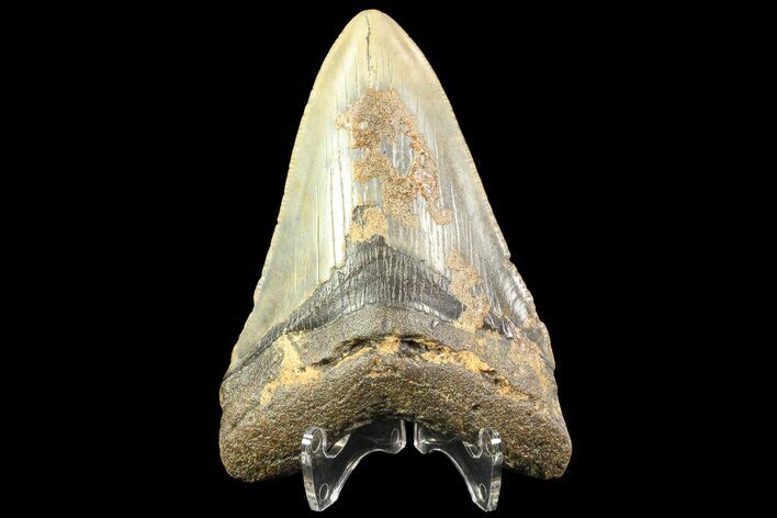 Bargain, Megalodon Tooth - North Carolina #77582